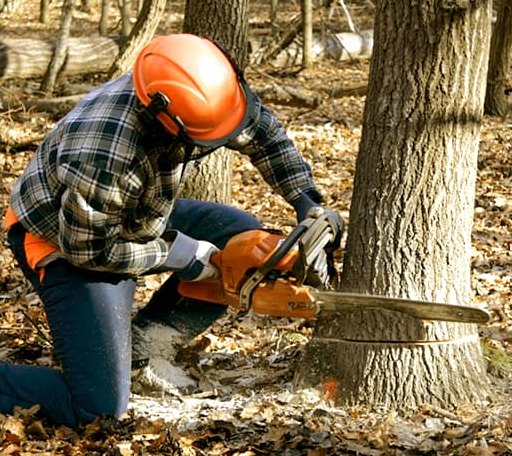 Tree Removal in Crimora, VA